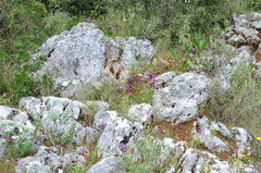 Orchis quadripunctata
