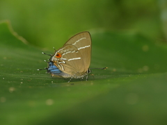 Lamprospilus coelicolor