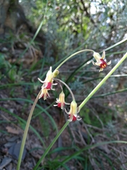 Tulbaghia