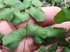 Adiantum tricholepis
