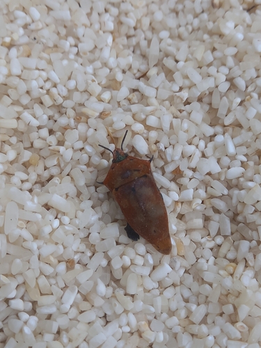 Ocellated shield bug photo 2