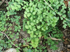 Adiantum tricholepis