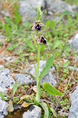 Ophrys reinholdii