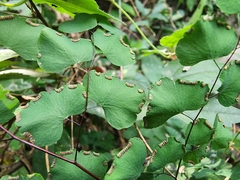 Adiantum tricholepis