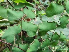 Adiantum tricholepis