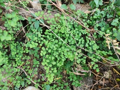 Adiantum tricholepis