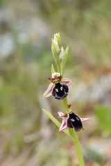 Ophrys reinholdii