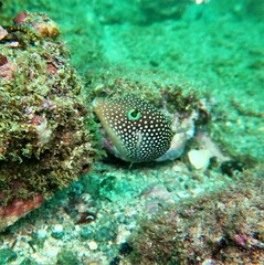 Canthigaster punctatissima
