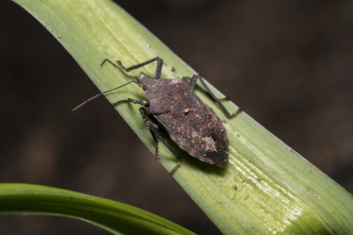 Photo of Almond Stink Bug (Apodiphus amygdali)