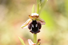 Ophrys reinholdii