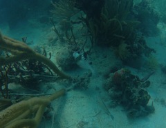 Lactophrys bicaudalis