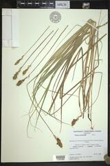 Carex sartwellii