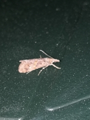 Euchromius cambridgei