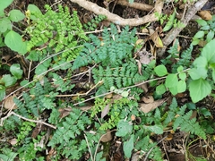 Myriopteris alabamensis