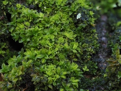 Syntrichia pagorum