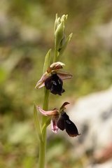 Ophrys reinholdii