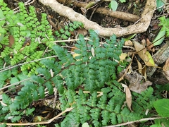 Myriopteris alabamensis