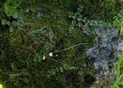 Epilobium brunnescens