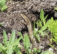 Pseudemoia rawlinsoni