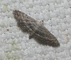 Araeopteron canescens