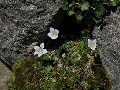 Wahlenbergia pygmaea pygmaea