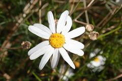 Argyranthemum
