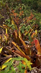 Aechmea leptantha