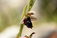 Ophrys reinholdii