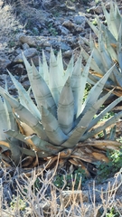 Agave deserti