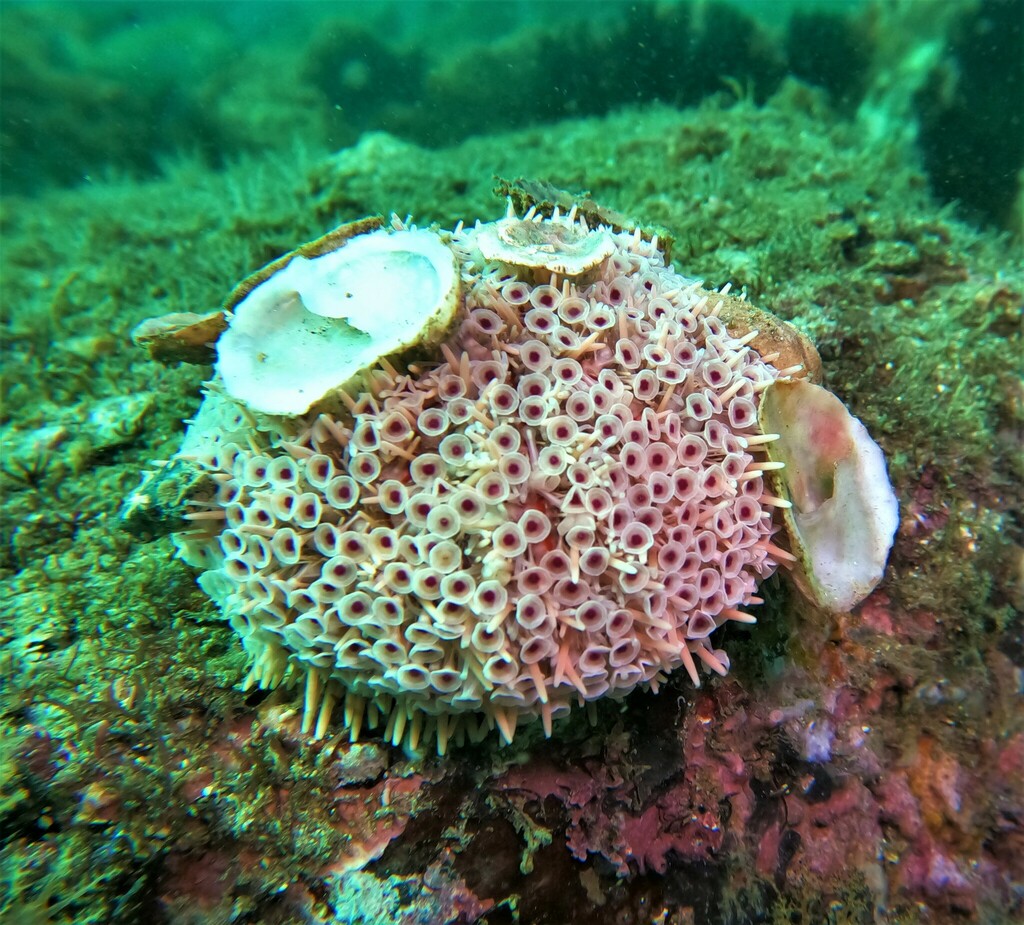 Rose Flower Urchin