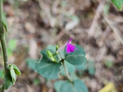 Justicia hintoniorum