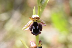 Ophrys reinholdii