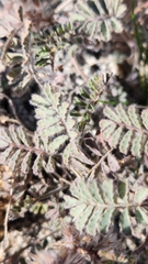 Dalea mollissima