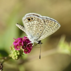 Hemiargus ceraunus astenidas