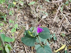 Justicia hintoniorum