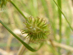 Carex