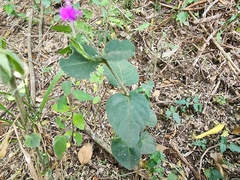 Justicia hintoniorum