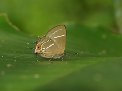 Lamprospilus coelicolor