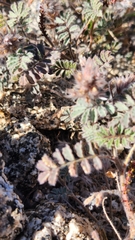 Dalea mollissima