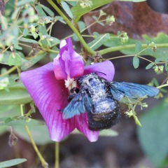 Xylocopa fimbriata
