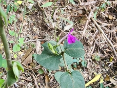 Justicia hintoniorum