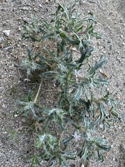 Loeseliastrum schottii