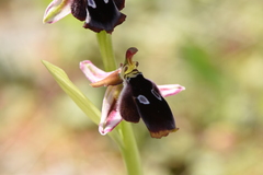 Ophrys reinholdii