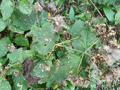 Peteravenia malvifolia