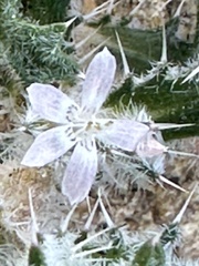 Loeseliastrum schottii