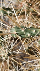 Cylindropuntia echinocarpa