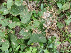 Peteravenia malvifolia