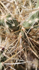 Cylindropuntia echinocarpa