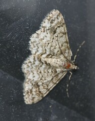 Myrioblephara desumpta