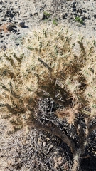 Cylindropuntia echinocarpa